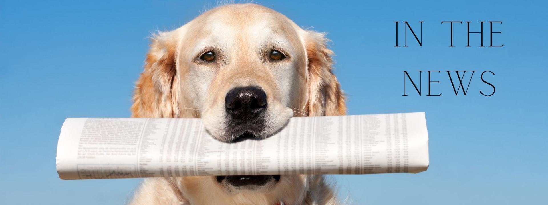 Dog with a newspaper in his mouth