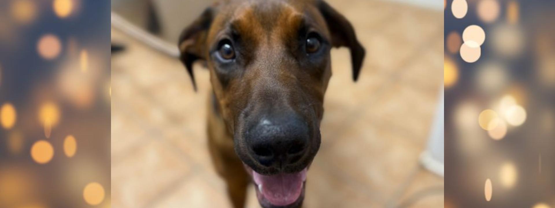 Selous & the Sticky Situation