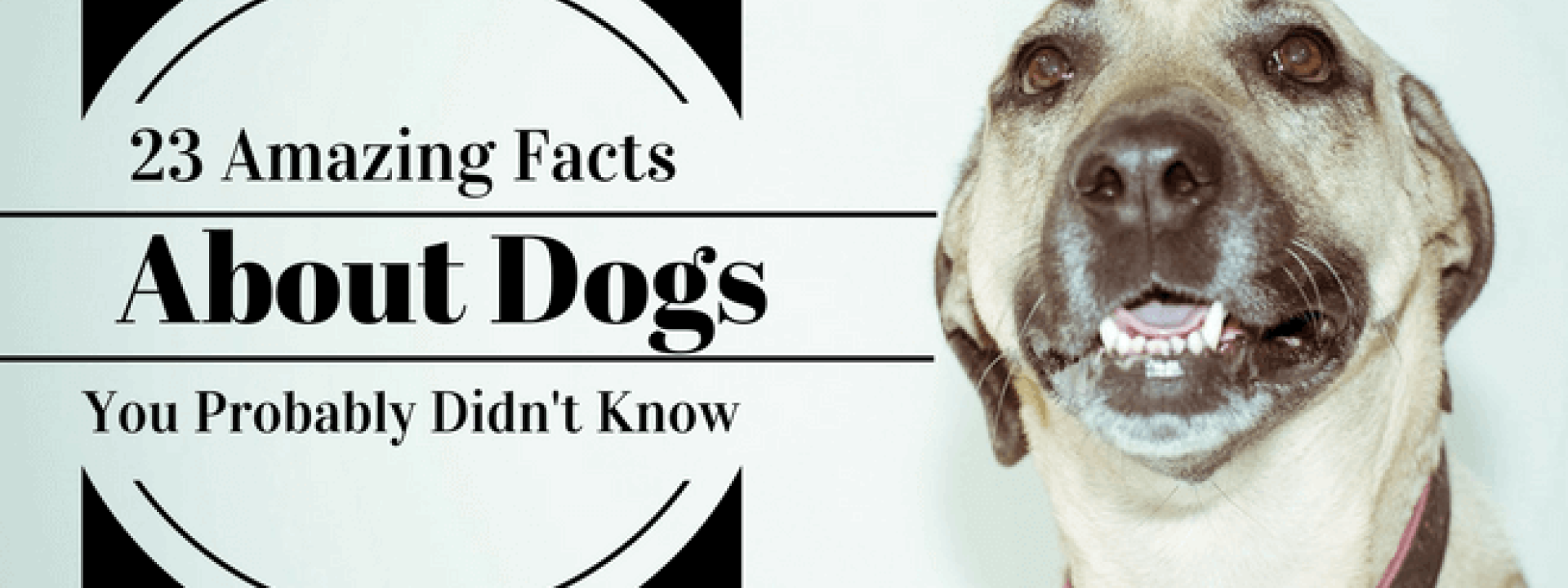 23amazingfactsaboutdogsyouprobablydidntknow.png