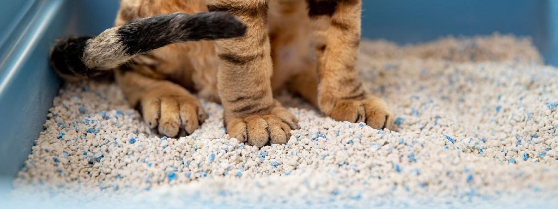 4 Essential Litter Box Tips Every Cat Owner Should Know