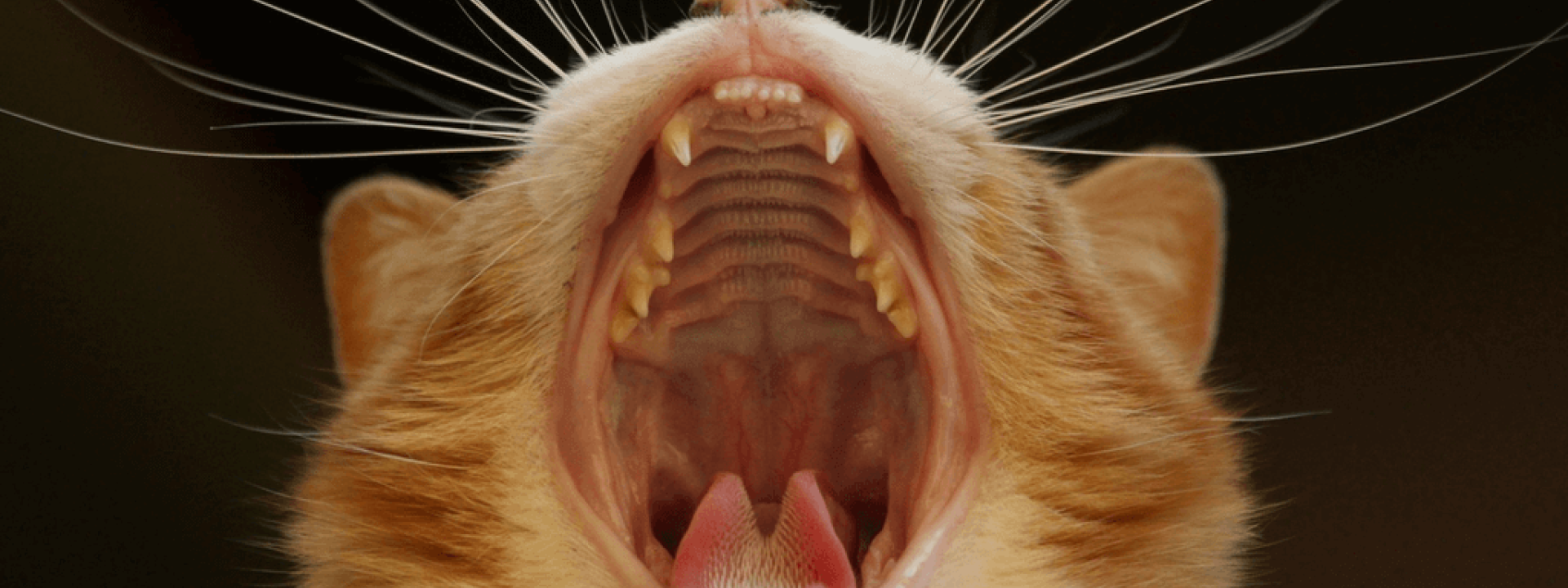 Cat-Dental-Health-Blog-Header.png