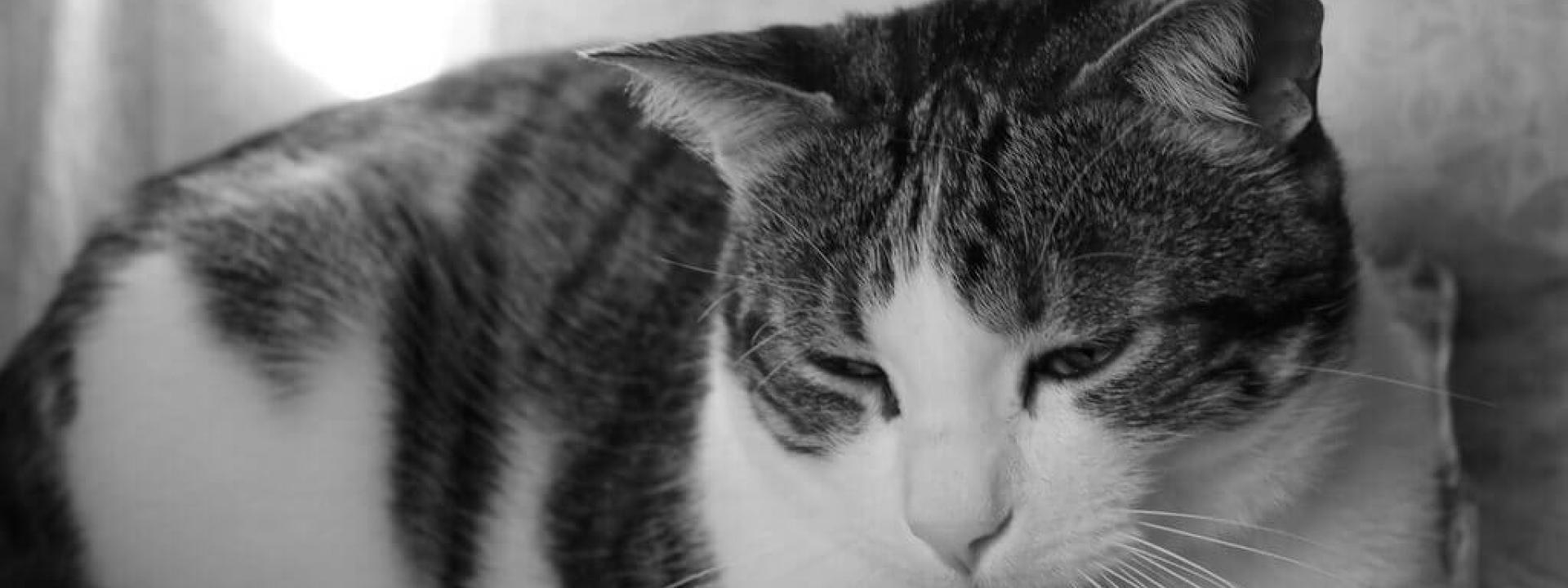 Cat-Laser-Therapy-Blog-Header.jpg