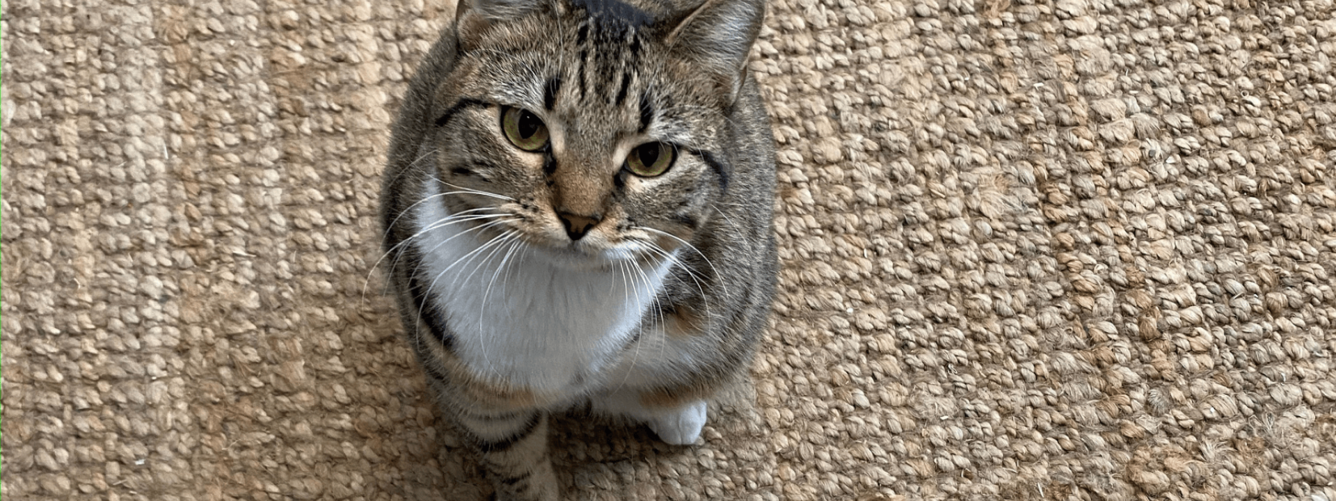 The Secret to Helping Pets with Missing Limbs Live Their Best Lives