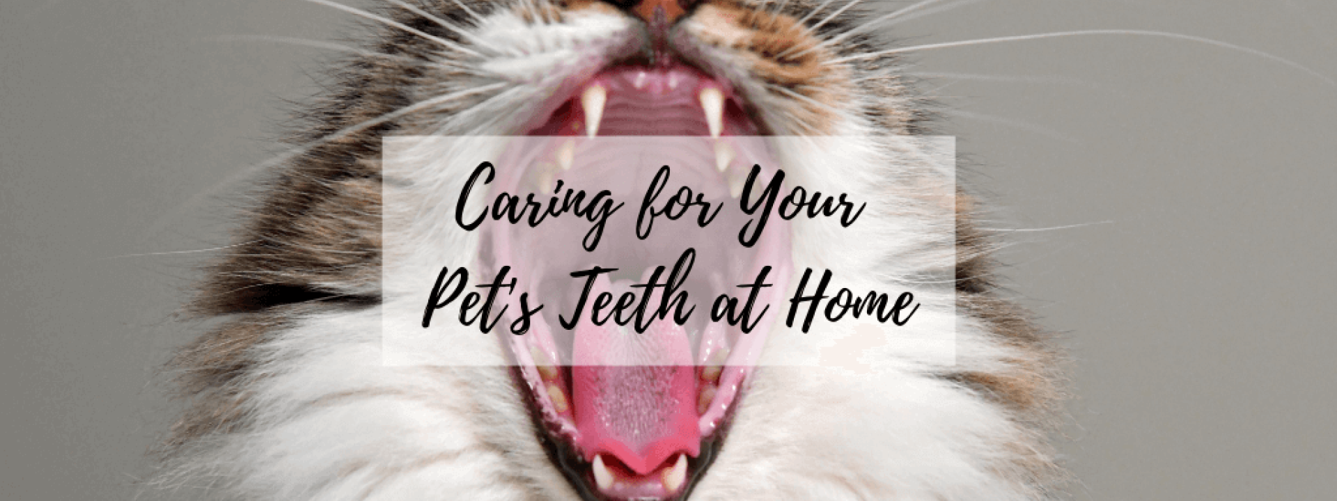 Dental-home-care-blog-header.png