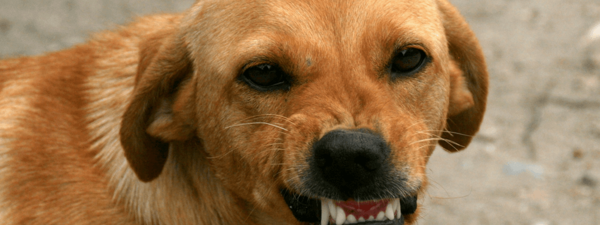 Dog-Bite-Prevention-Blog-Header.png