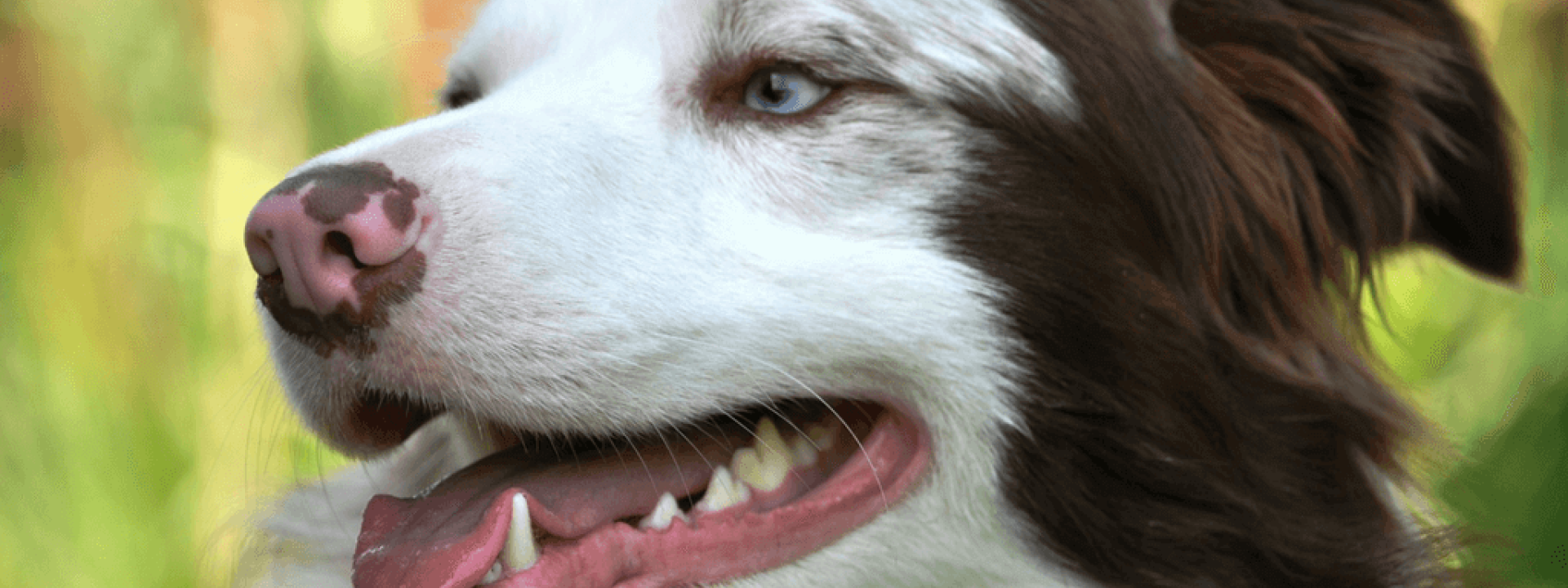 Dog-Dental-Health-Blog-Header.png