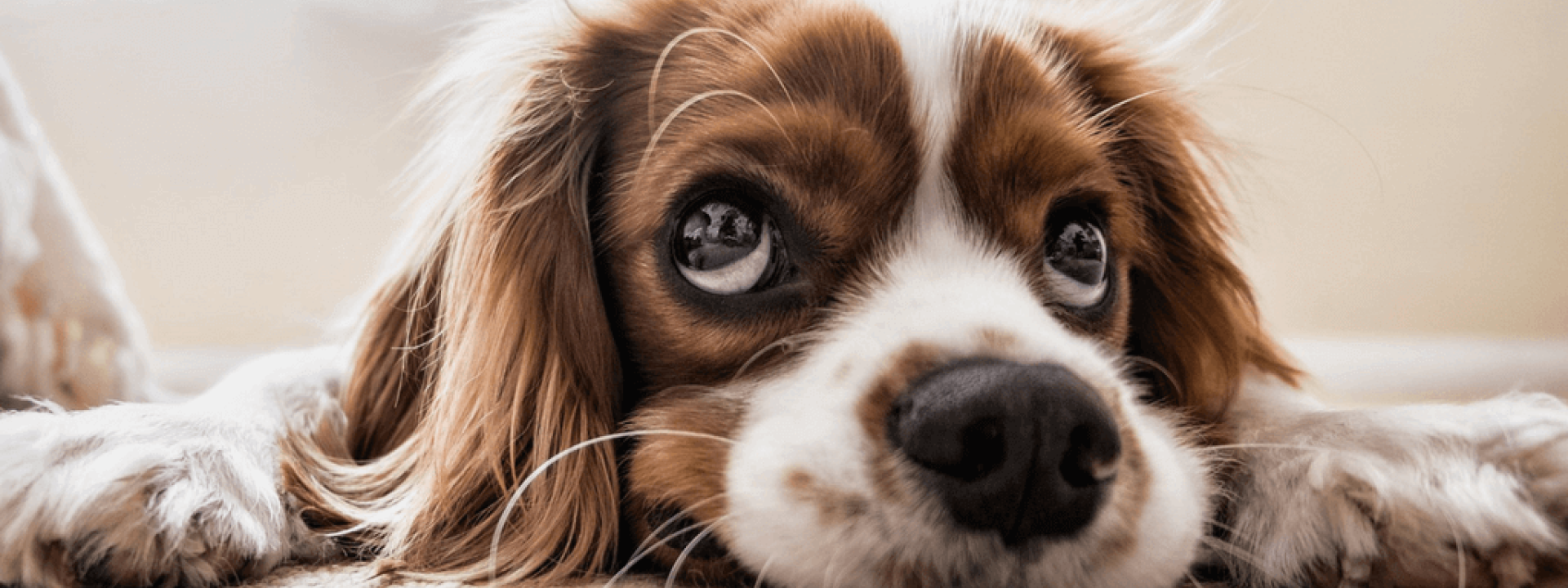 Dog-Diagnostic-Imaging-Blog-Header.png