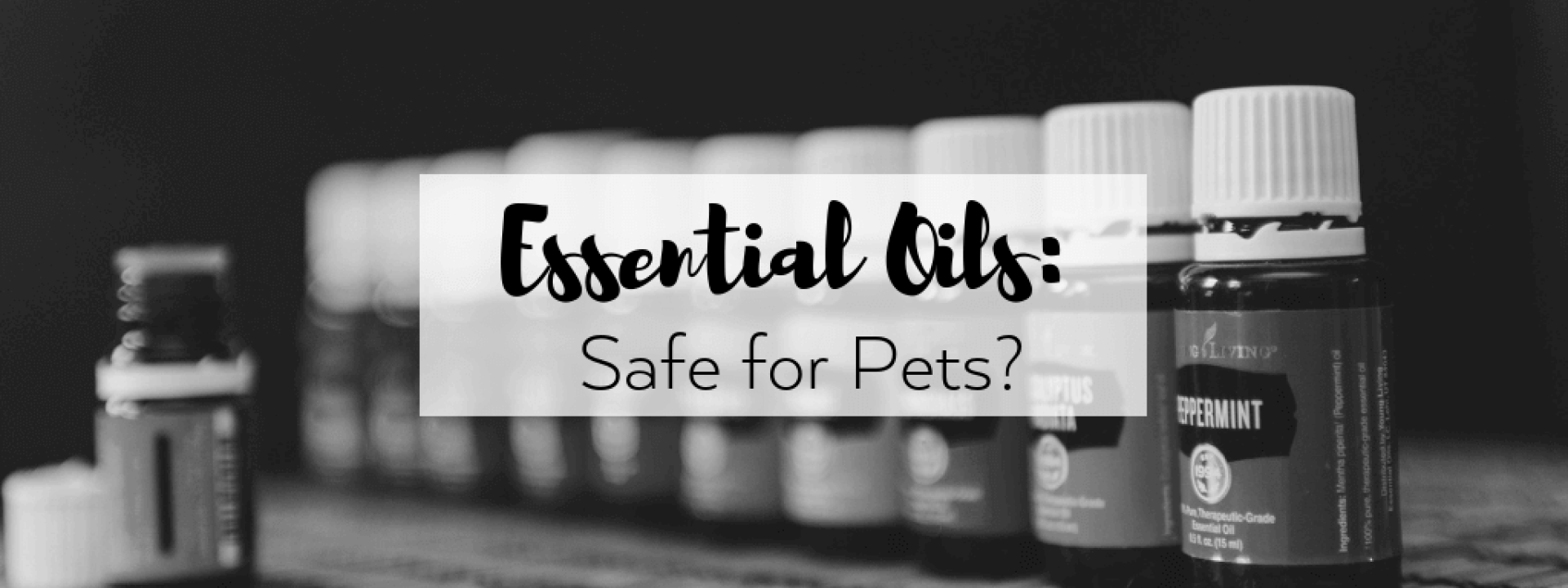 Essential-oils-blog-header.png