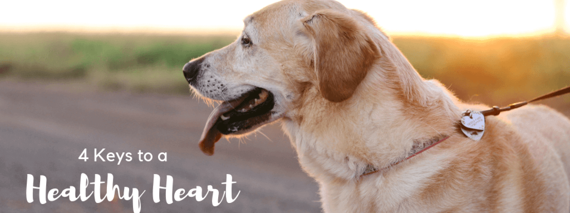 Healthy-heart-blog-header.png