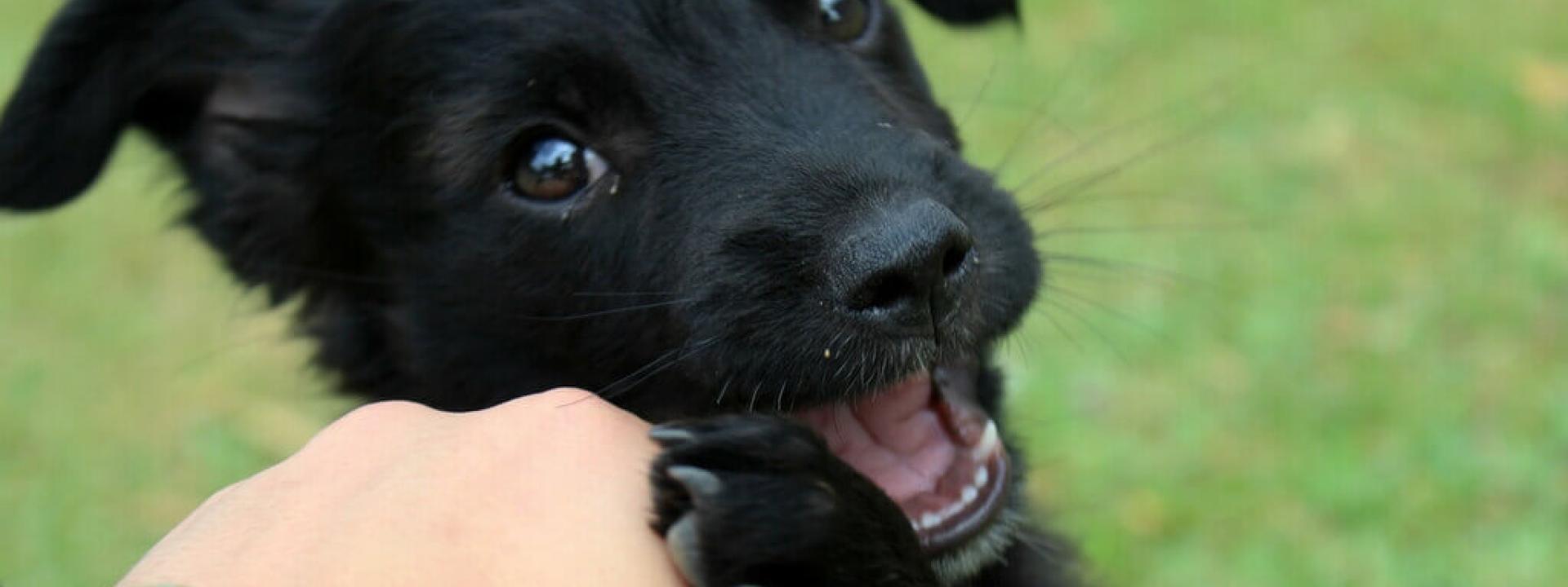 Puppy-Biting-Blog-Header.jpg