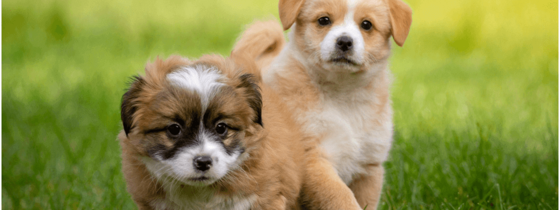 Puppy-Socialization-Blog-Header.png