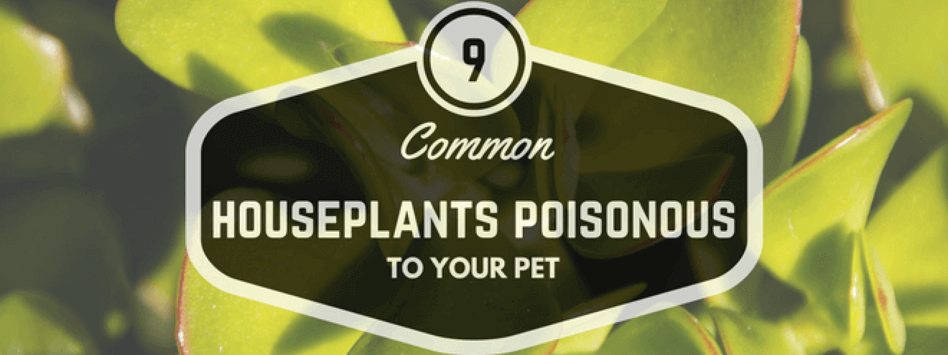blog-title-9-common-houseplants-poisonous-to-your-pet.png