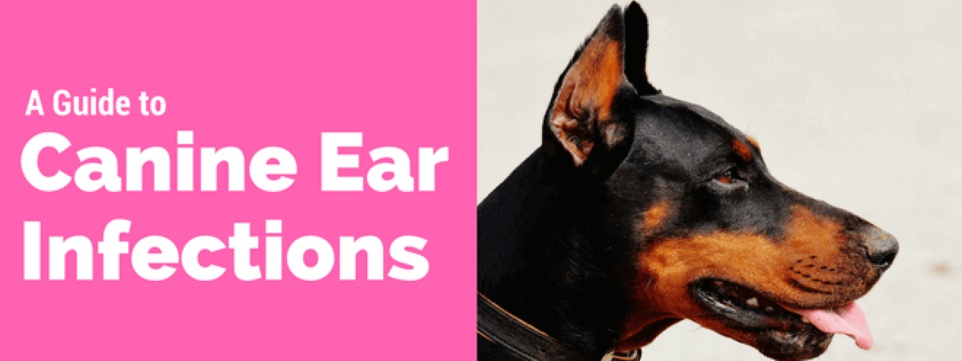 blog-title-a-guide-to-canine-ear-infections.png