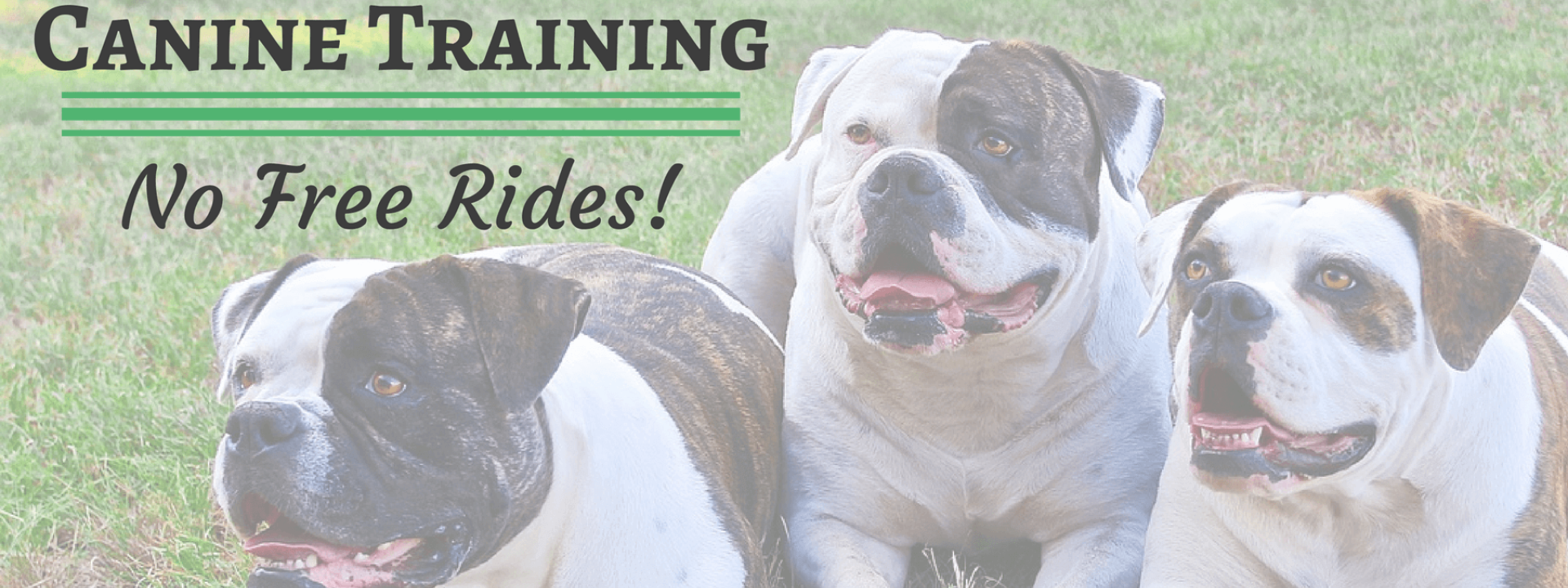 blog-title-canine-training.png