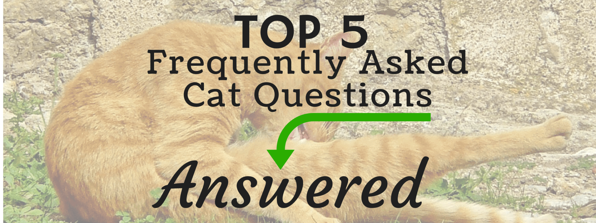 blog-title-cat-questions.png