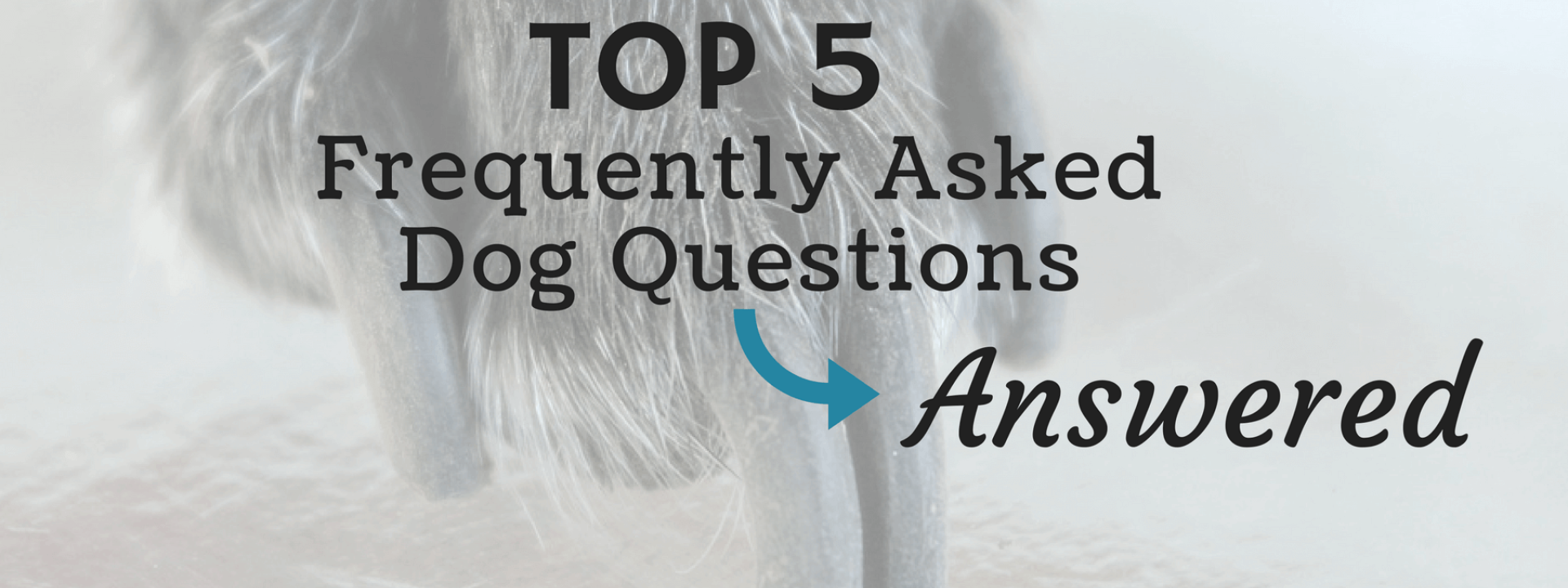 blog-title-dog-questions.png