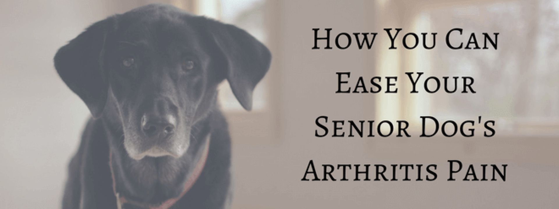 blog-title-how-you-can-ease-your-dogs-arthritis-pain.png
