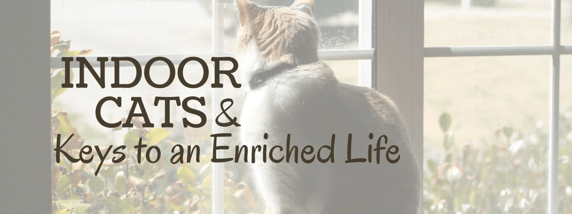 blog-title-indoor-cat-enrichment.png