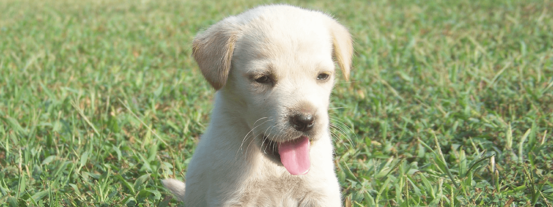 blog-title-march-puppy.png