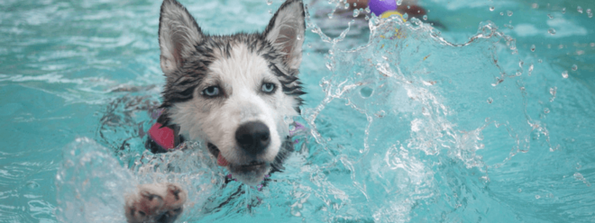 blog-title-pool-and-beach-safety-tips-for-pets-part-ii.png