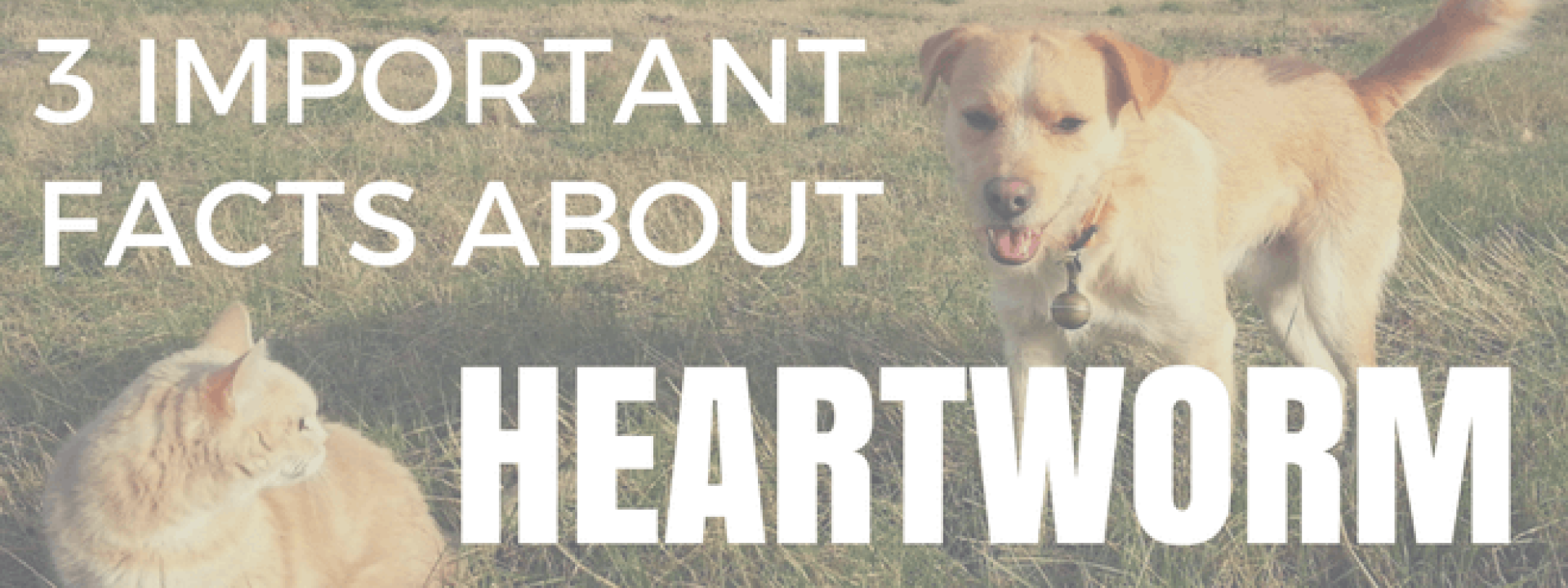 blog-title-three-important-facts-about-heartworm.png