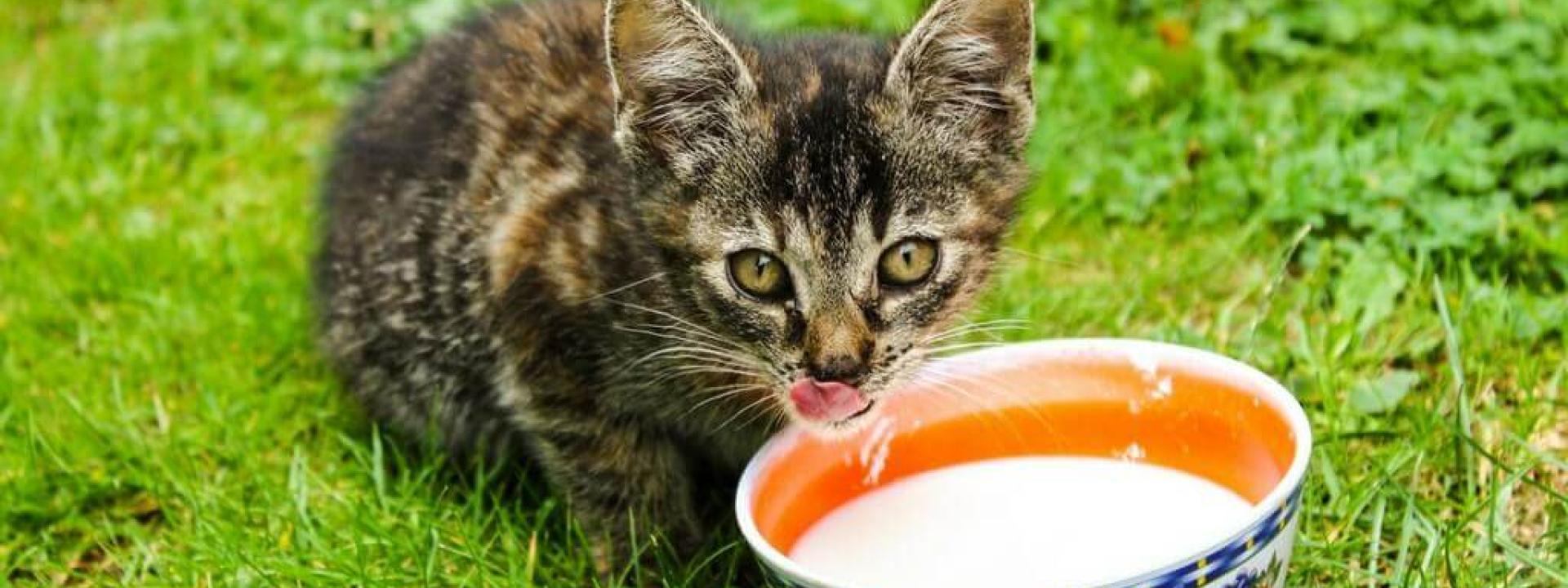 cats-and-cows-milk-Blog-Header.jpg