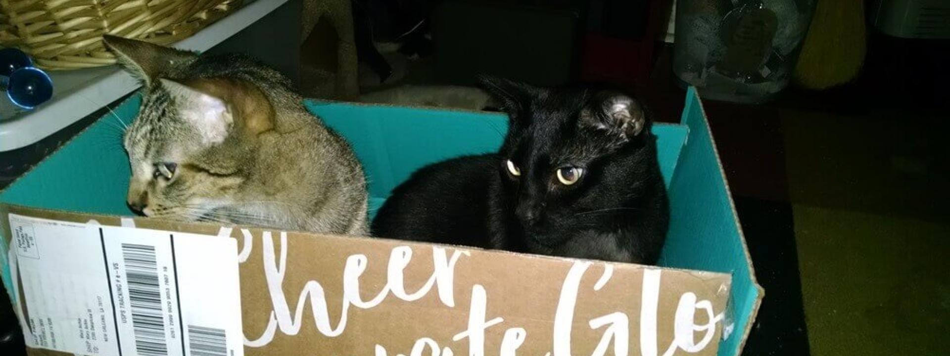 cats-in-box_0.jpg