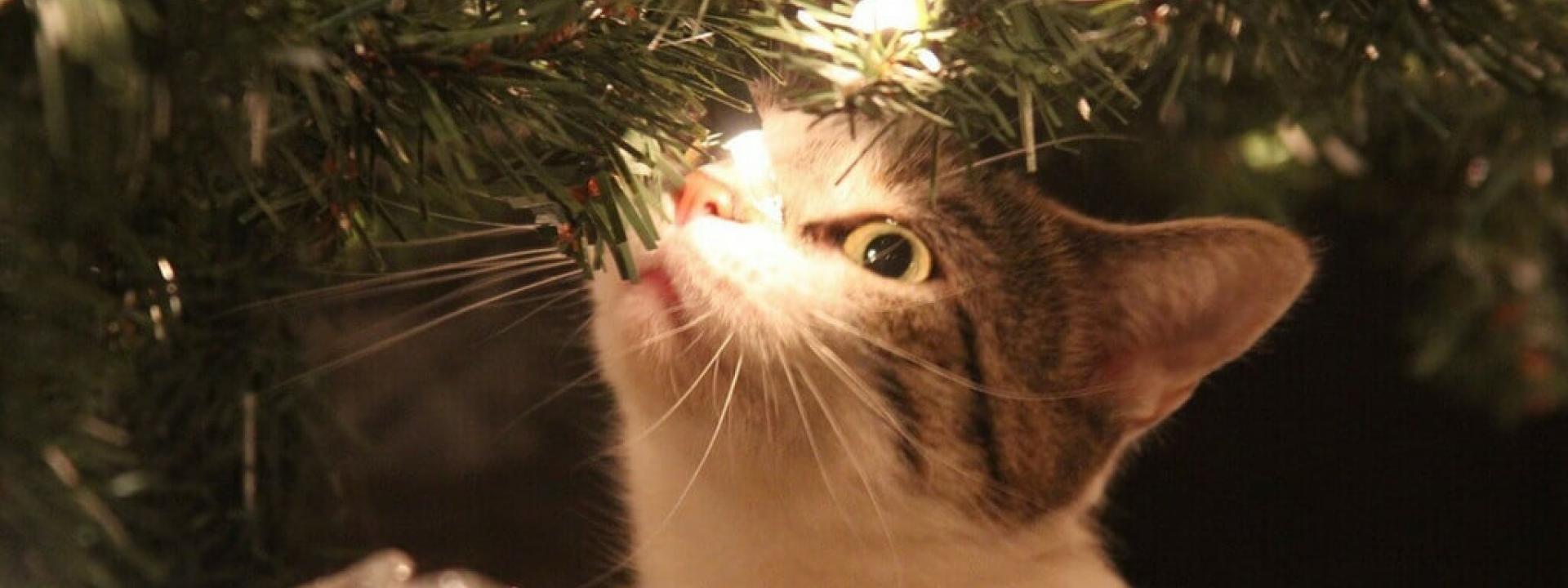 christmas-cat-blog-header.jpg