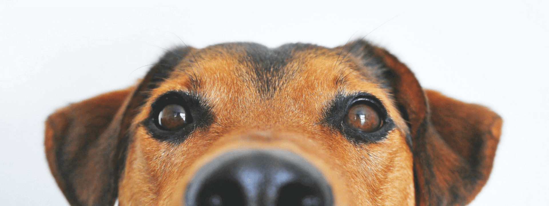 dog-anal-glands-header.png