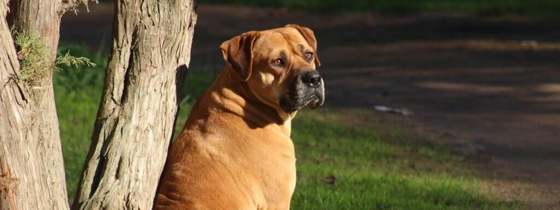 dog-obesity-blog-header.jpg