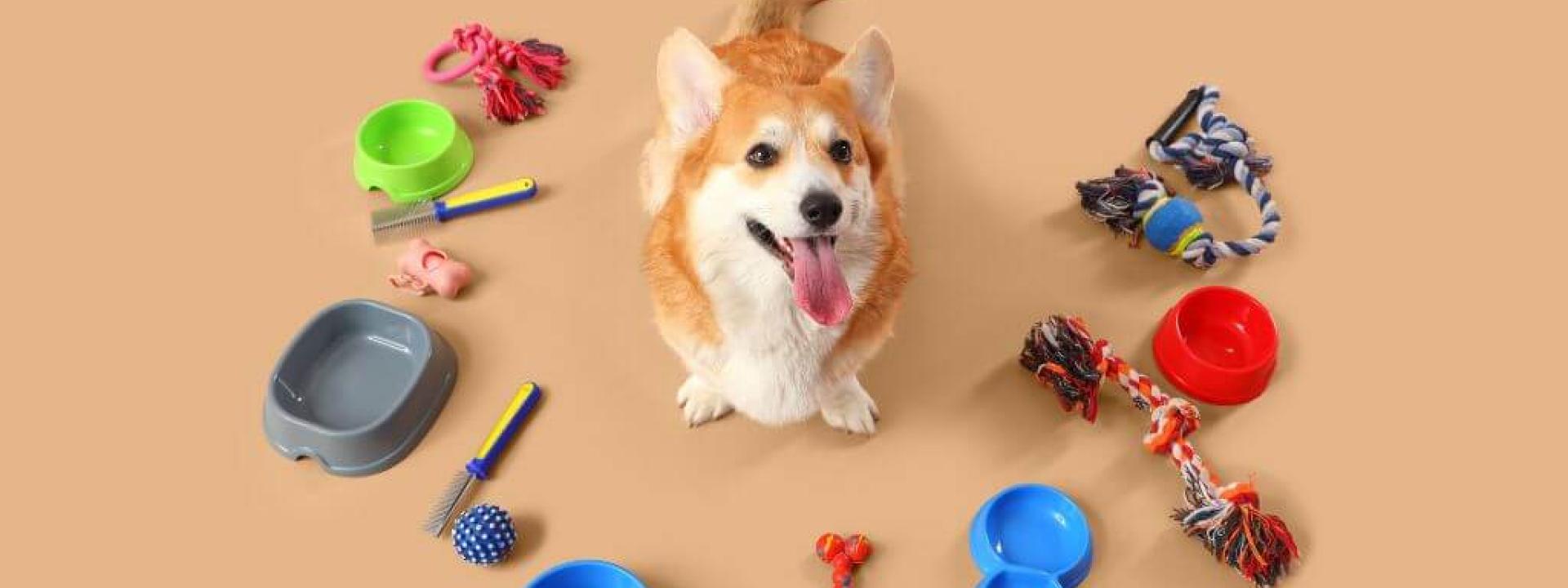 Dog surrounded by pet supplies, dog food bowl, dog toys, dog brush