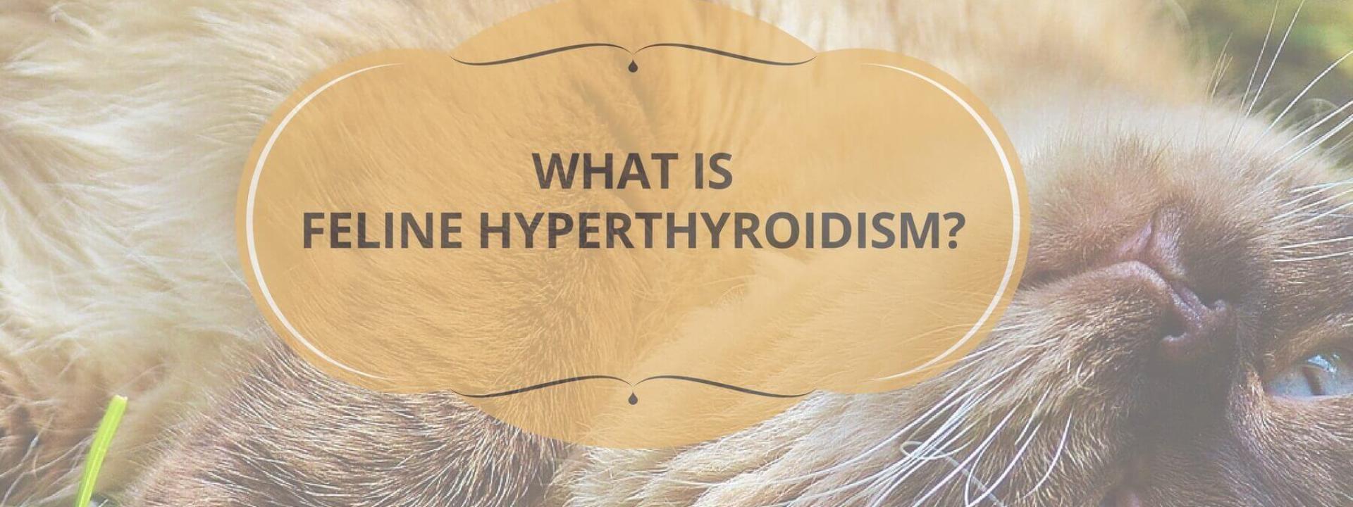 feline-hyperthyroidism-blog.jpg
