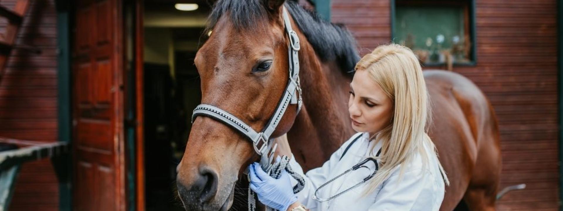 Female equine veterinarian with mare.