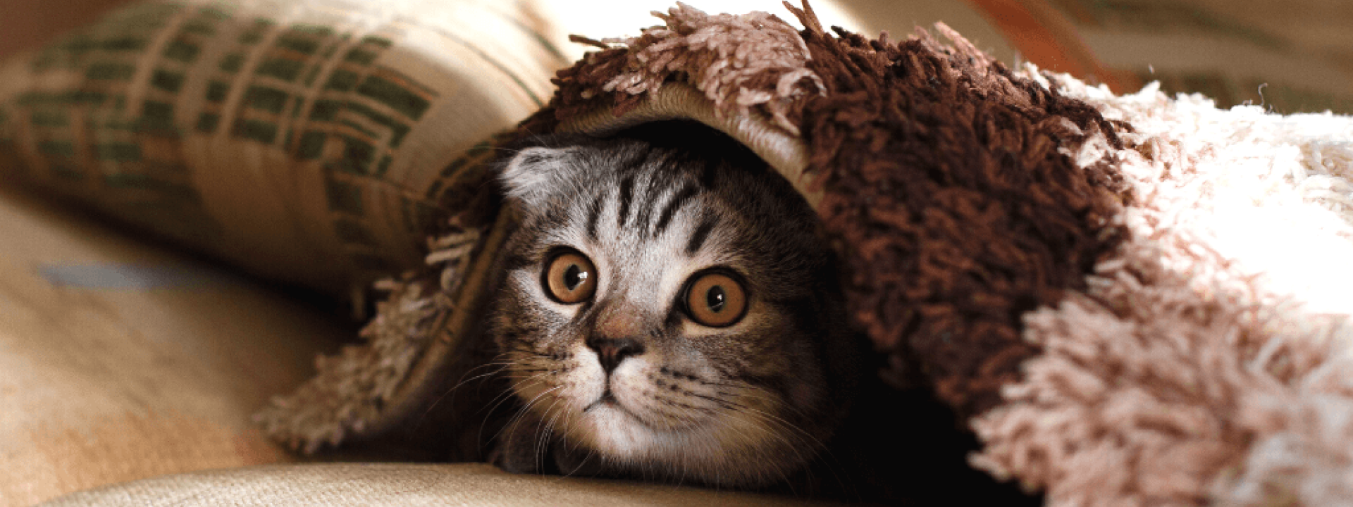 Cute cat hiding under blanket