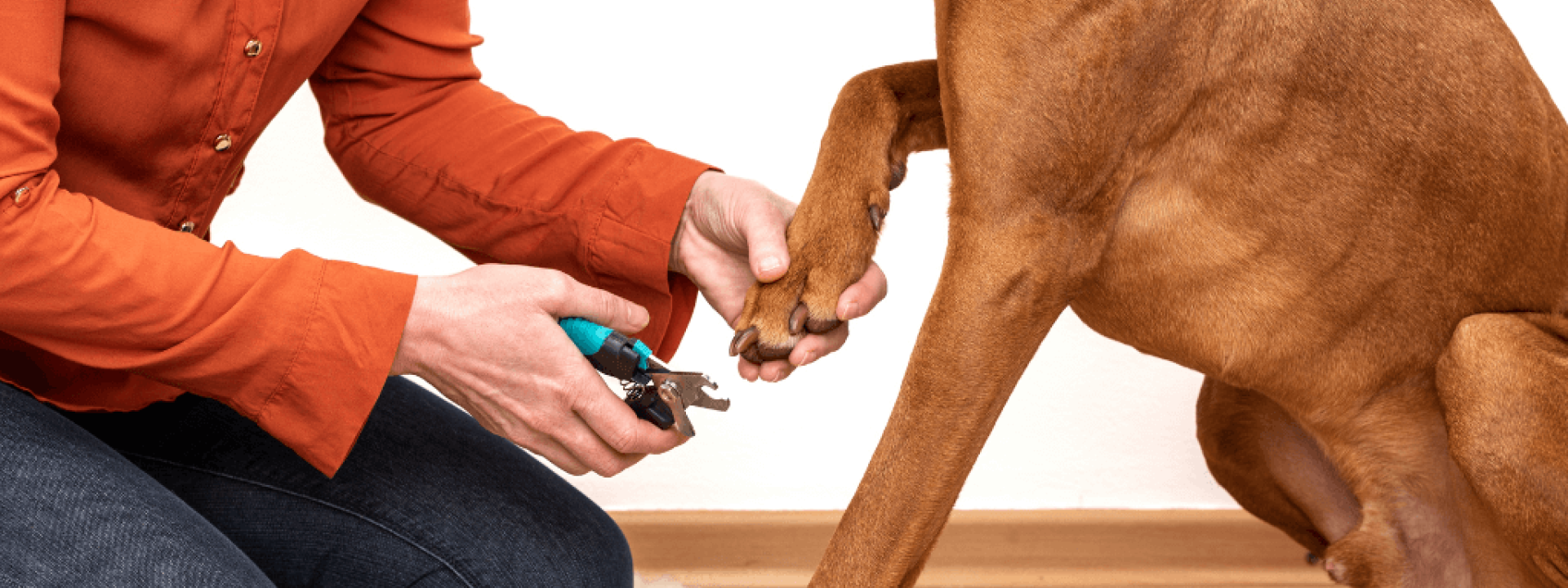 Dog nail clipping. Woman using nail clippers to shorten dogs nails.