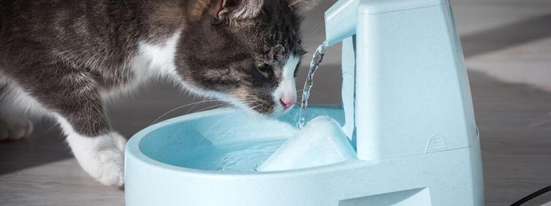 Cat drinking from pet water fountain for proper cat hydration