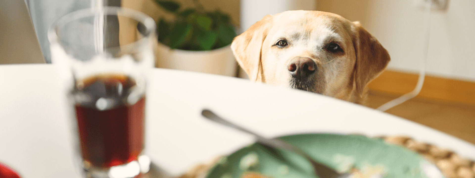 Dog looks at the food on the table