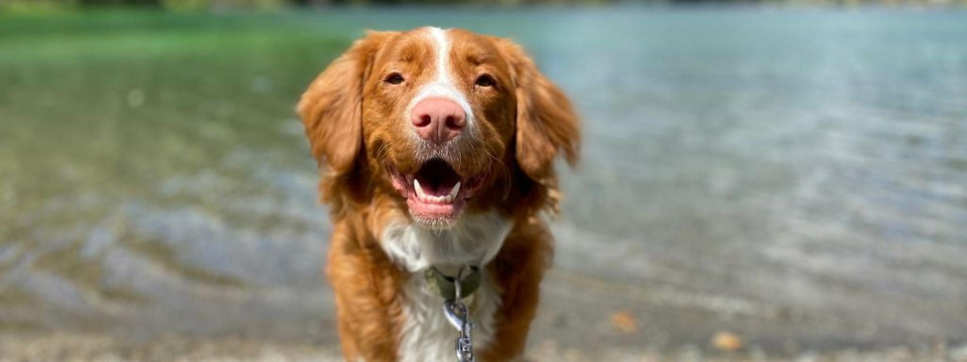 Dog standing in front of body of water