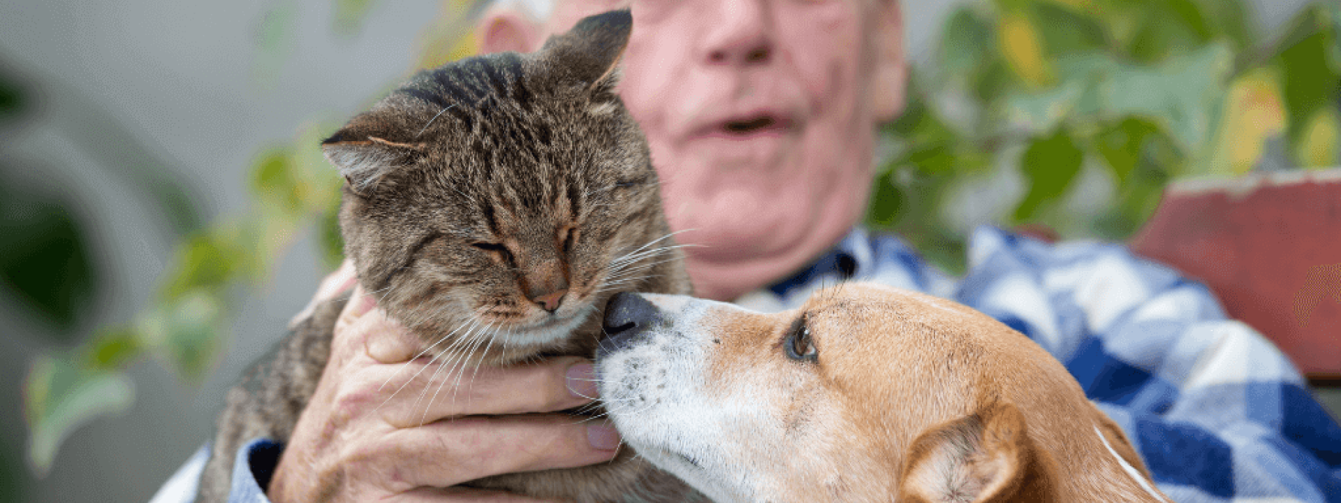 national-adopt-senior-pet-month.png