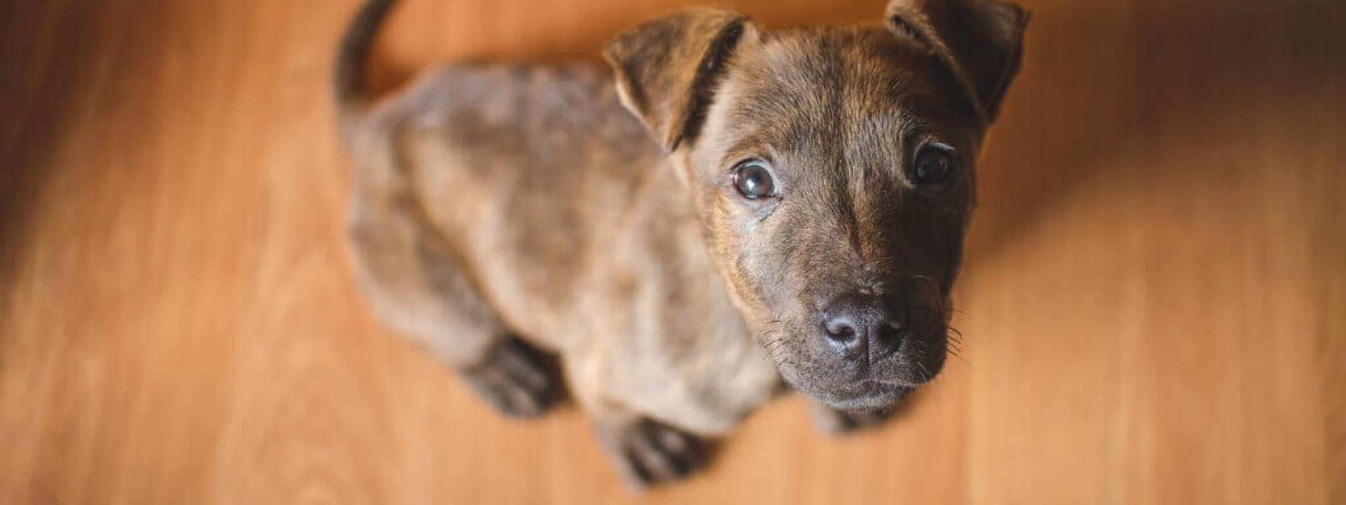 puppy-proof-home-blog-header.jpg