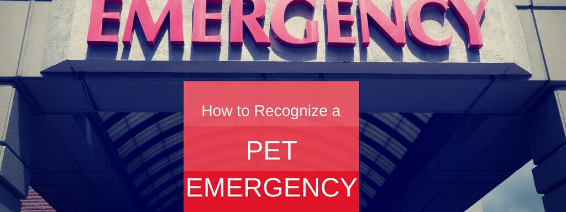 recognize-pet-emergency-Blog-Header.jpg