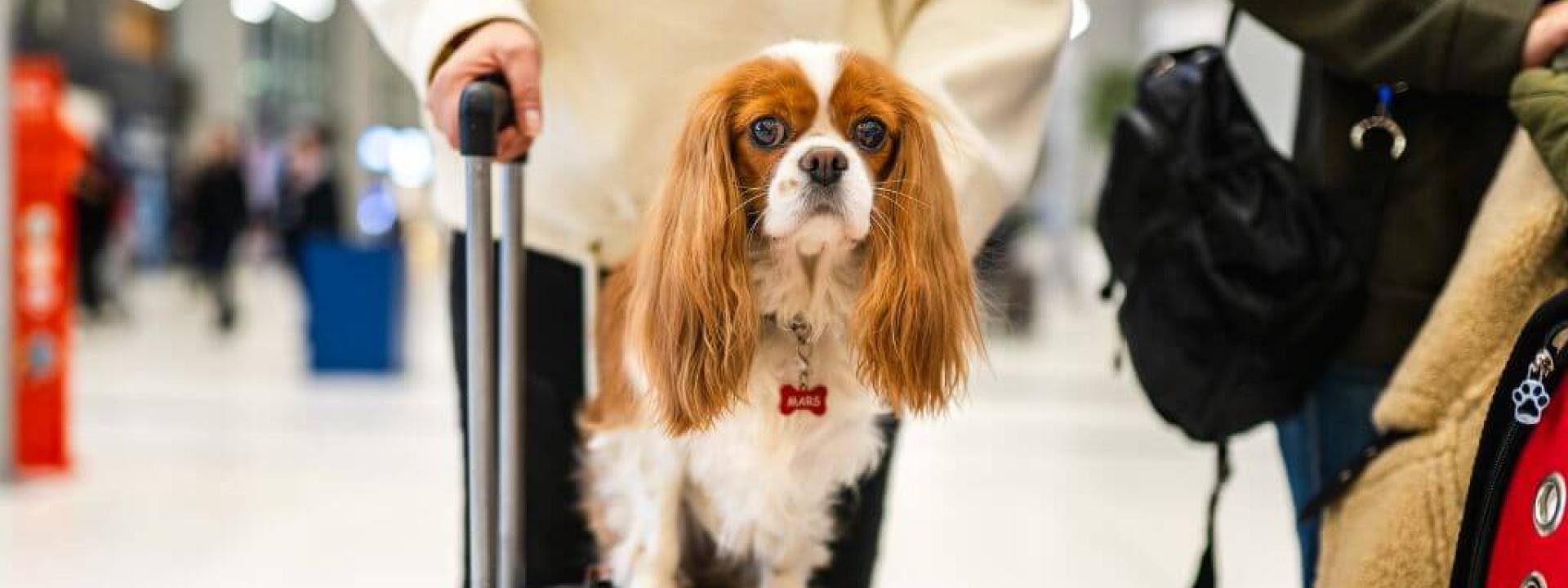 Dog sitting on suitcase for pet travel