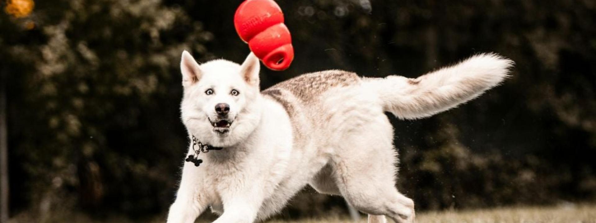 Large white dog playing with KONG toy