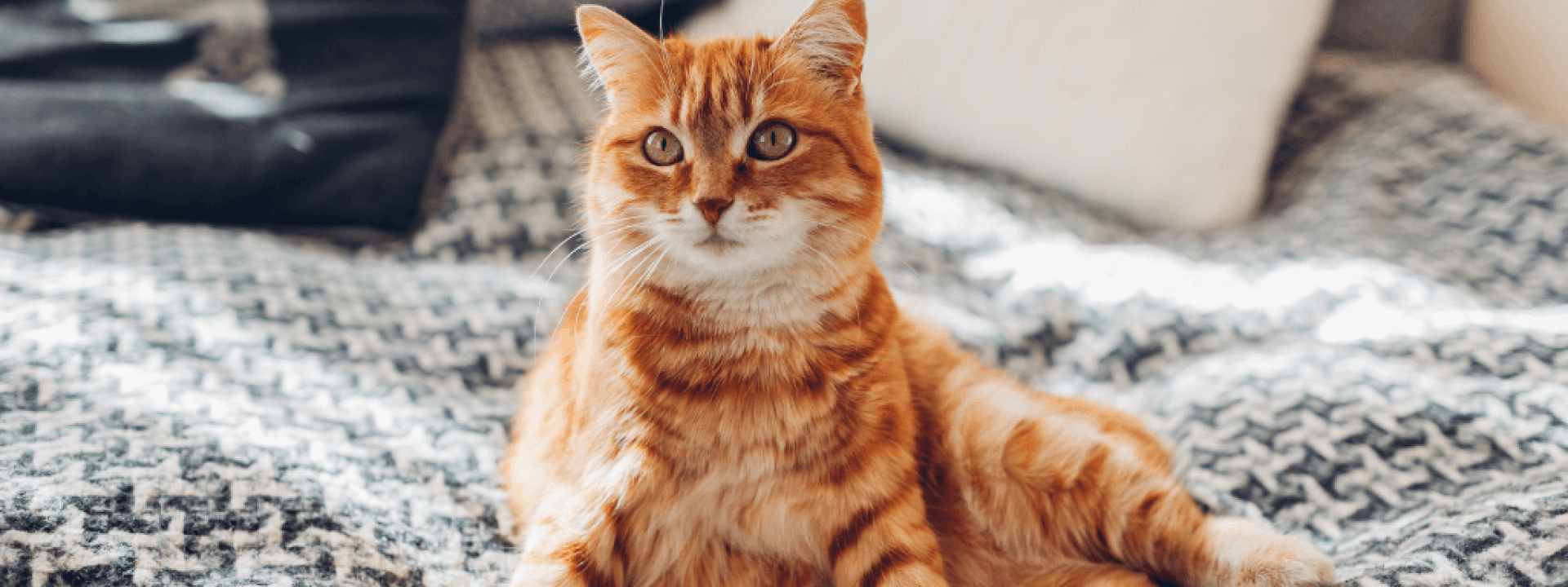 Large ginger cat relaxing on blanket.