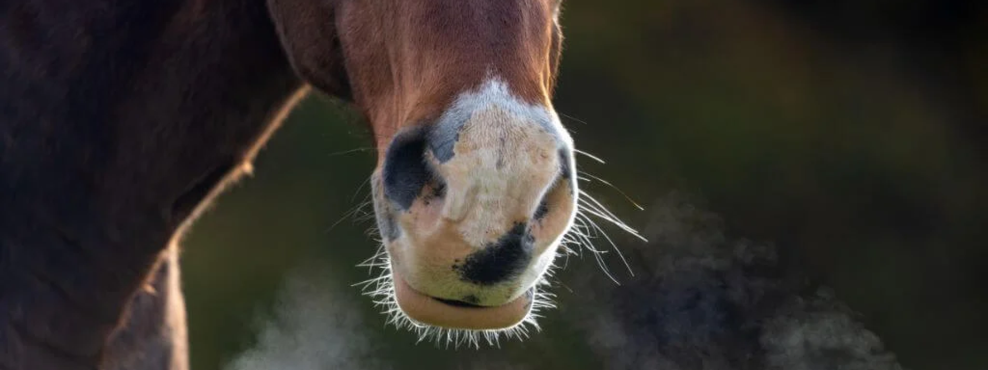 My Horse Has a Snotty Nose! What Now?