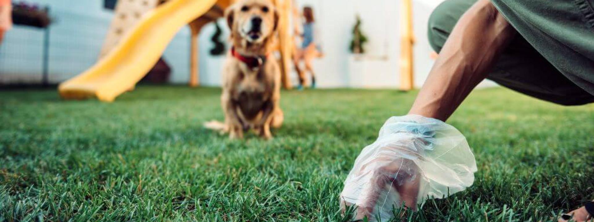Owner picking up dog poop