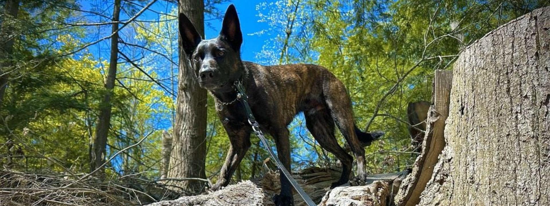Dog standing on fallen logs while hiking in Summer