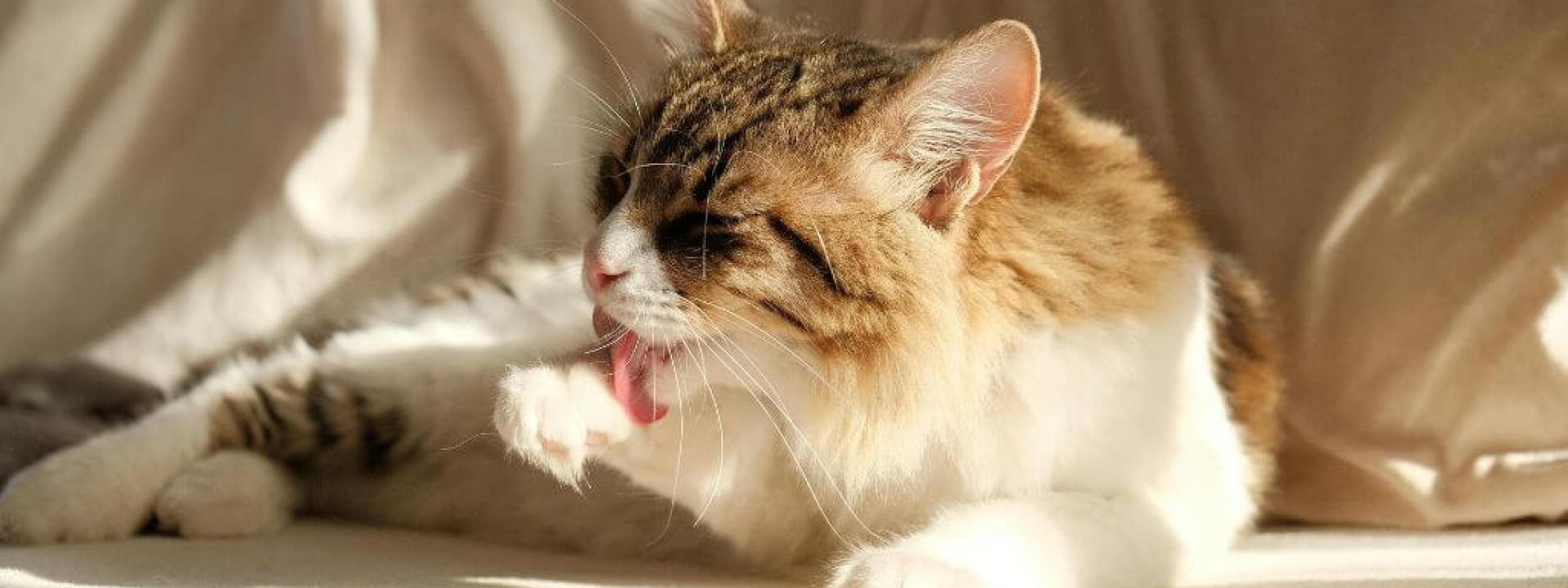 Cat grooming itself