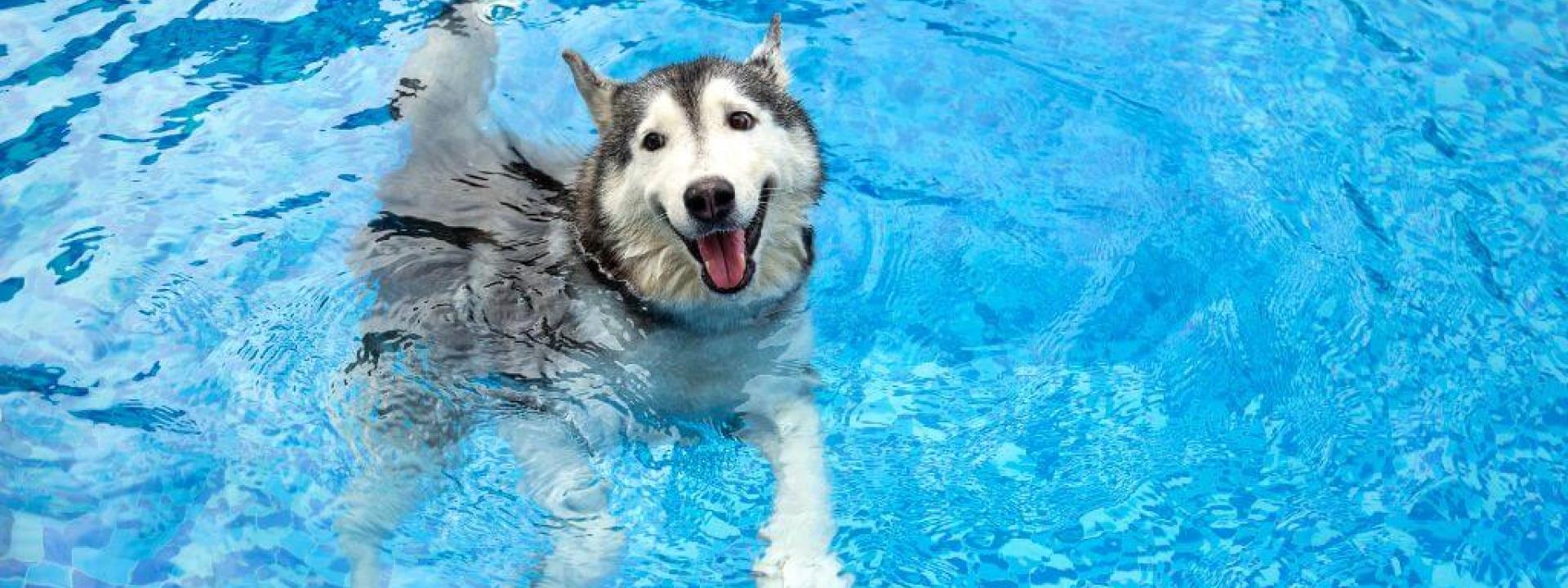Husky swimming in a pool. Huskies shouldn't have a dog summer cut