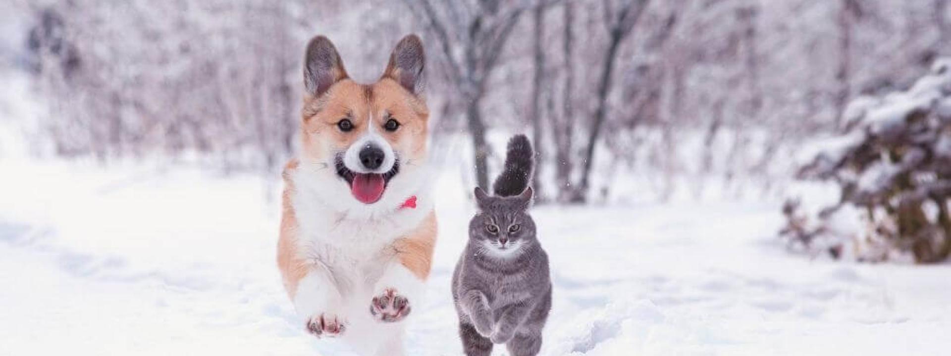 winter-activities-cats-dogs.jpg